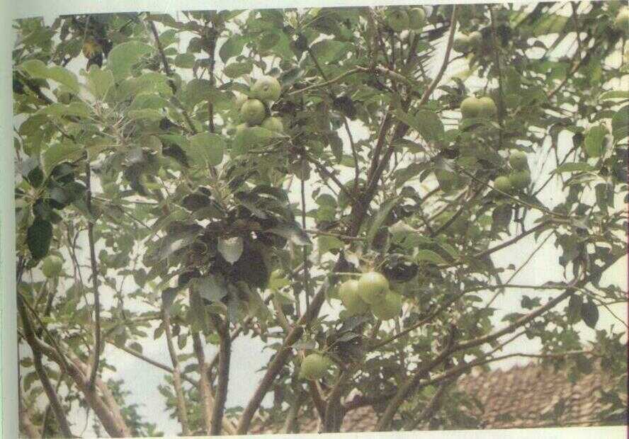 Apel (Pyrus malus L.)