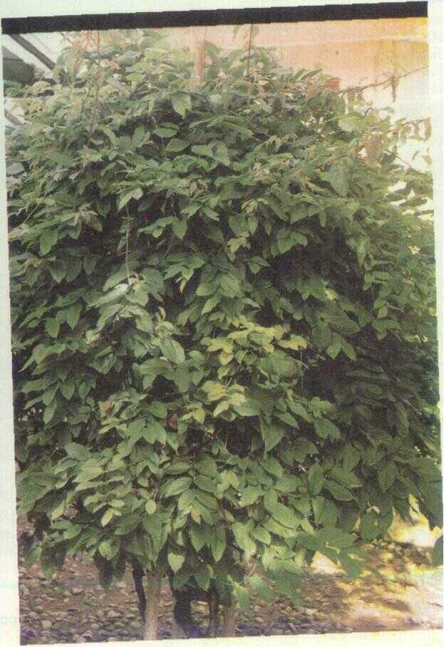 Ceguk (Quisqualis indica L.)
