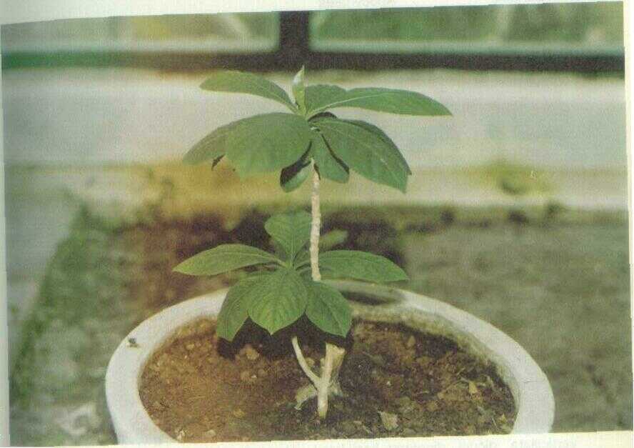 Pule Pandak (Rauwolfia serpentina Benth.)