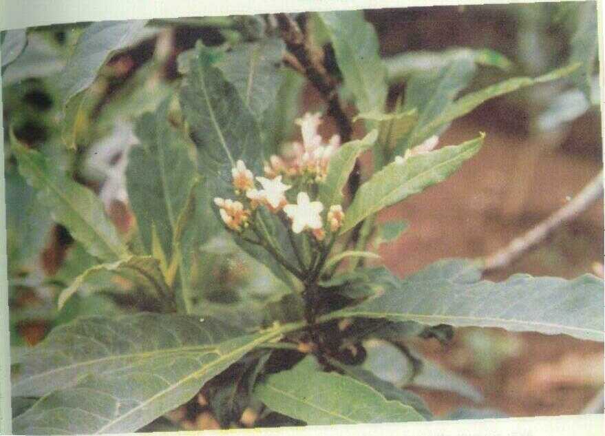 Pule pandak (Rauwolfia verticillata Lour.)