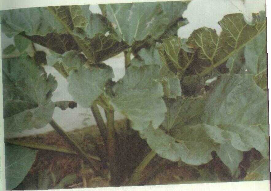 Kelembak (Rheum officinale Baill.)