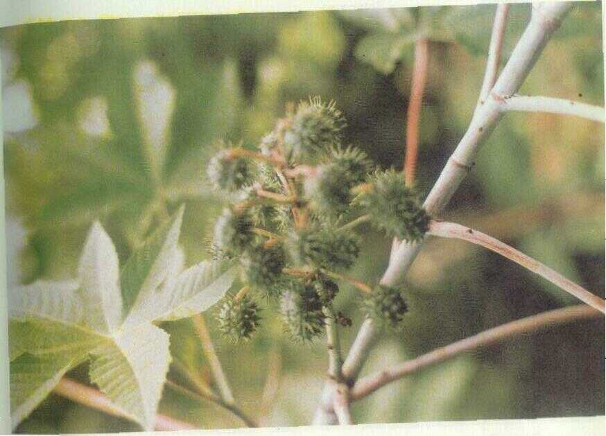 Jarak (Ricinus communis L.)
