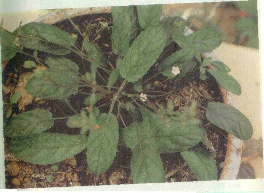 Gempur batu (Ruellia napifera Zoll & Mor.)