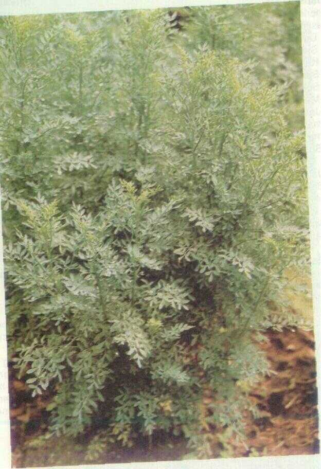 Inggu (Ruta angustifolia (L.) Pers.)