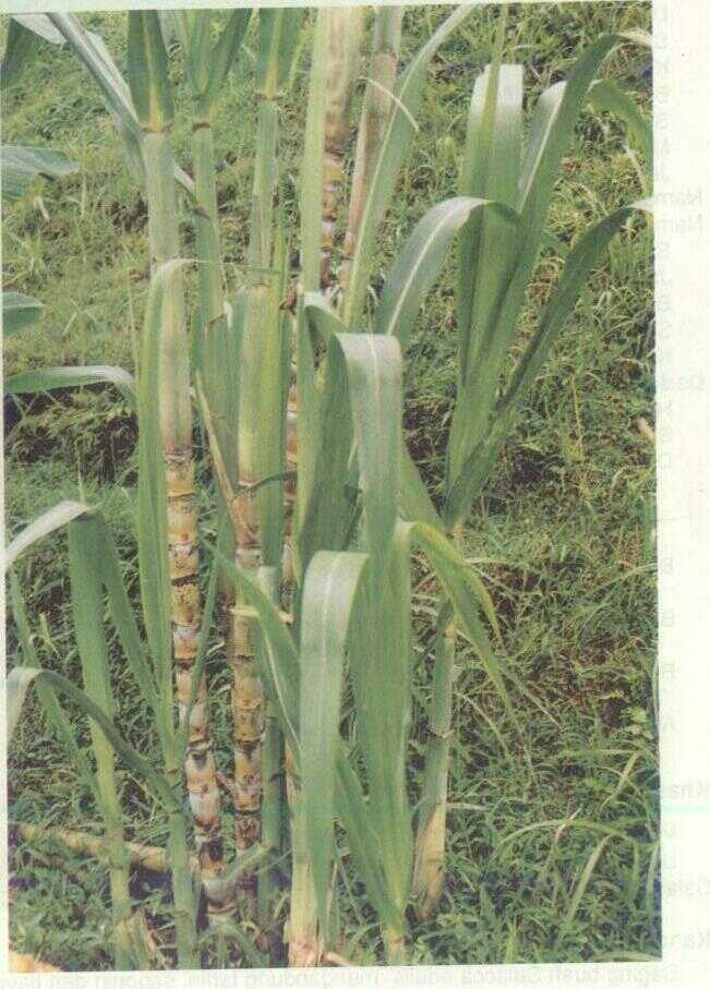 Tebu (Saccharum officinarum L.)