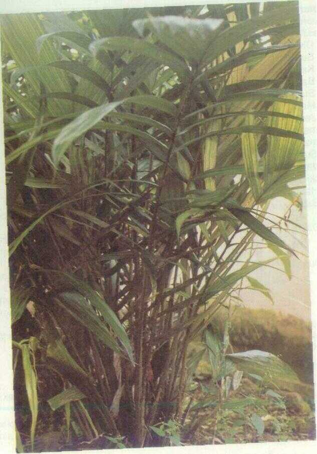 Salak (Salacca edulis Reinw.)