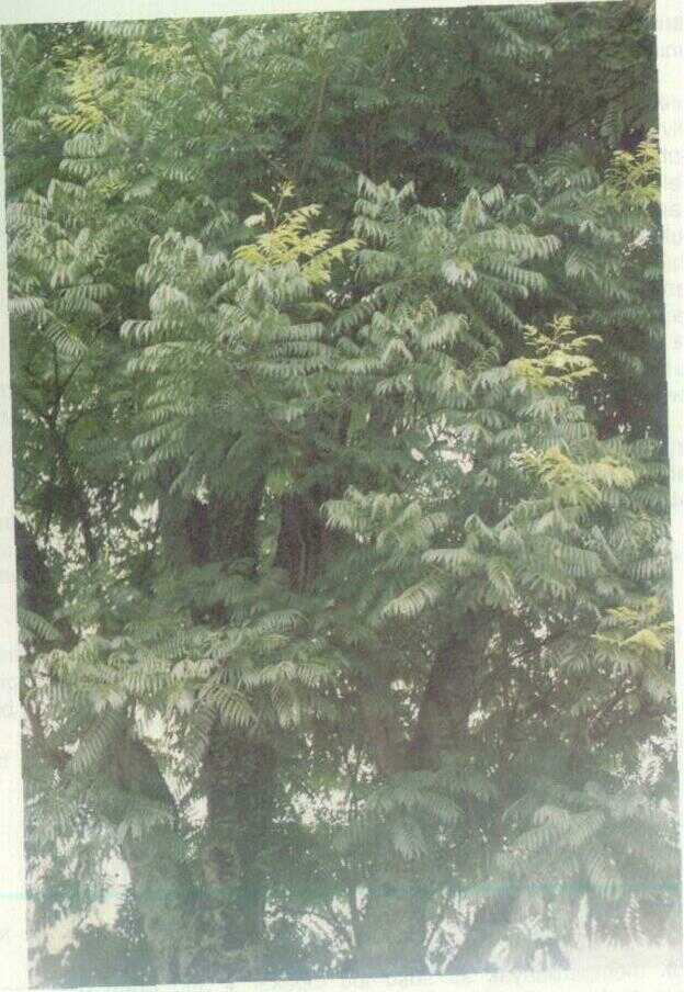 Lerak (Sapindus rarak DC.)