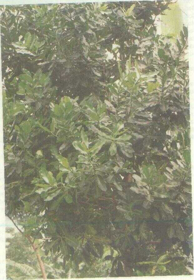 Nyamplung (Calophyllum inophyllum L.)