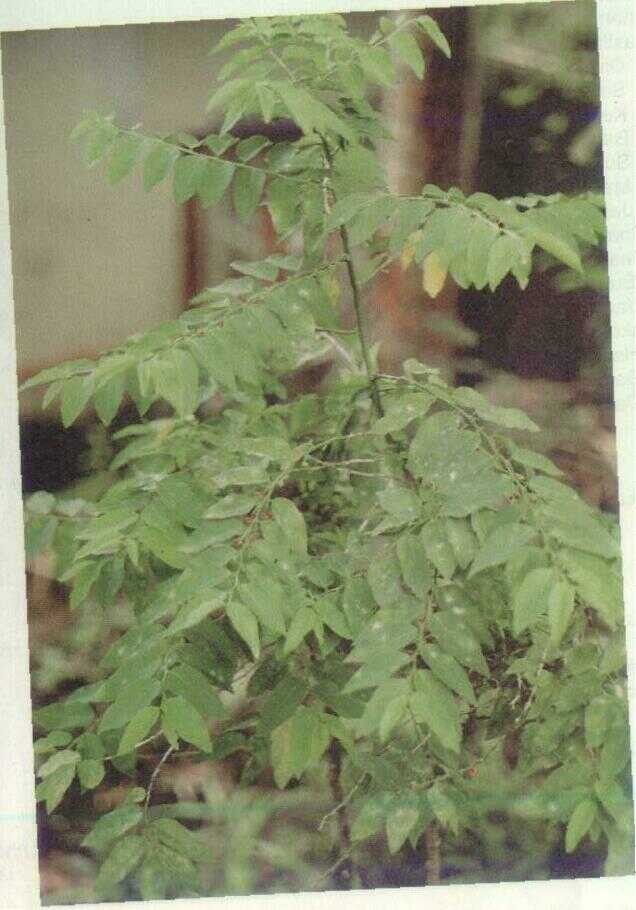 Katuk (Sauropus androgynus Merr.)