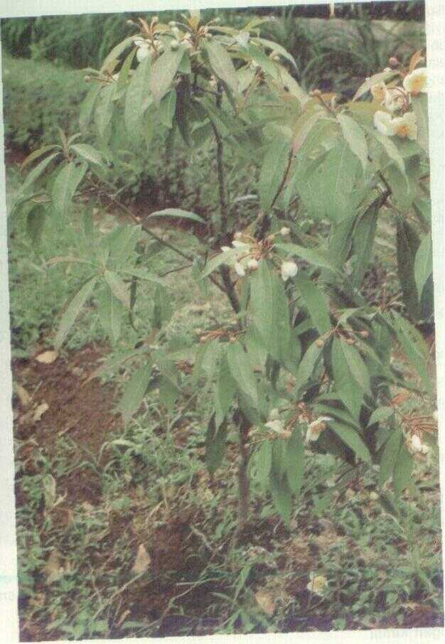 Puspa (Schima noronhae Reinw.)