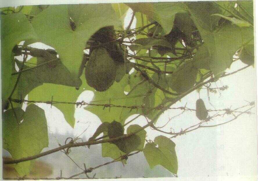 Labu Siam (Sechium edule Sw.)
