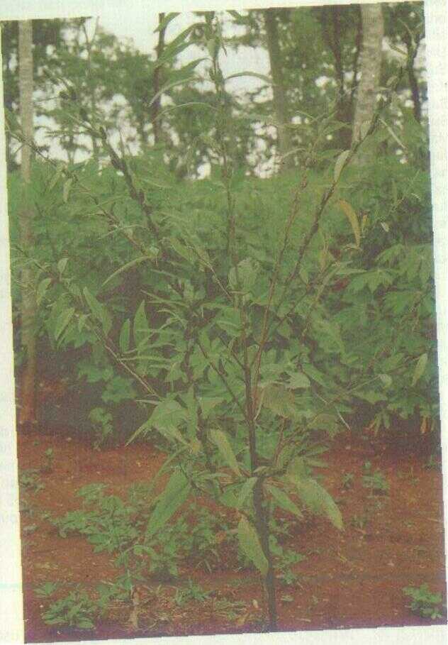 Wijen (Sesamum indicum L.)