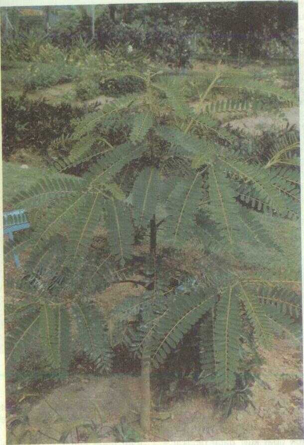 Turi (Sesbania grandiflora Pers.)
