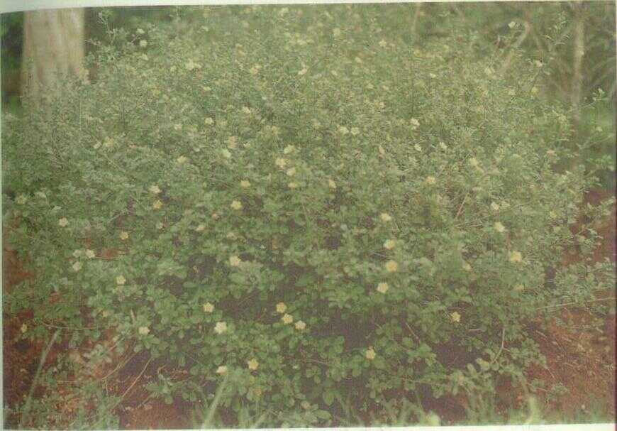 Sidaguri (Sida rhombifolia L.)