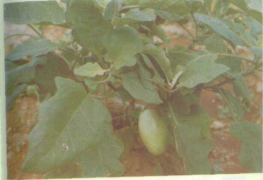Terong (Solanum melongena L.)