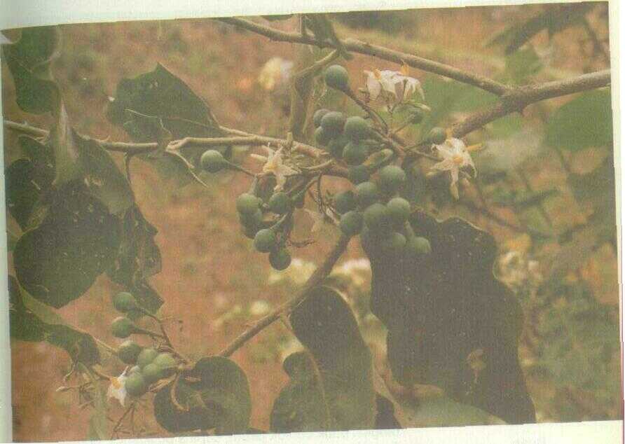 Terong Cepoka (Solanum torvum Swartz)