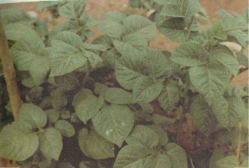 Kentang (Solanum tuberosum L.)