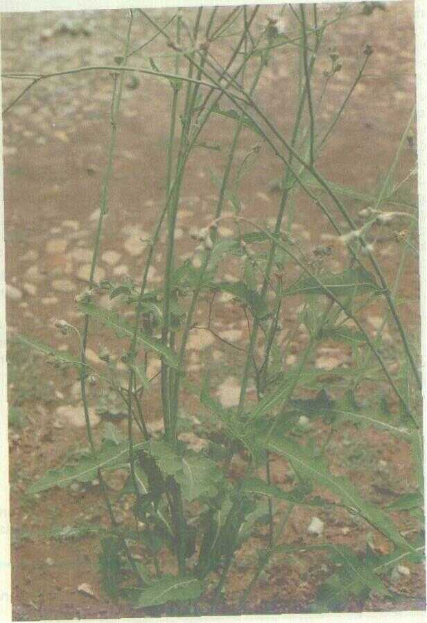 Tempuyung (Sonchus arvensis L.)