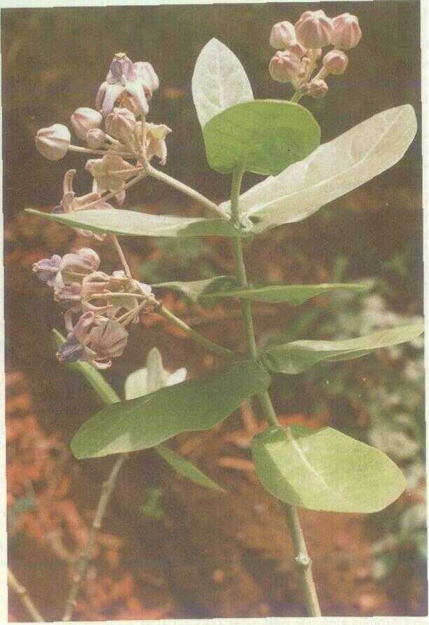 Biduri (Calotropis gigantea R. Br.)