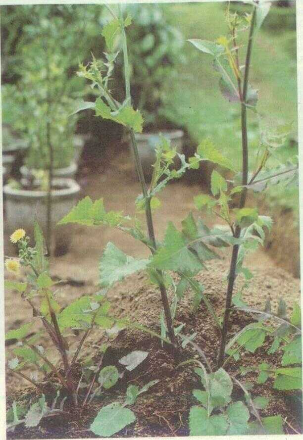 Jombang (Sonchus asper Vill.)