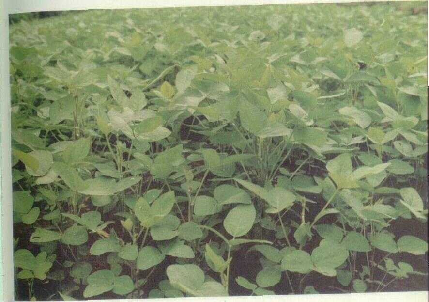 Kedelai (Glycine max (L.) Merr. / Soya max Piper)