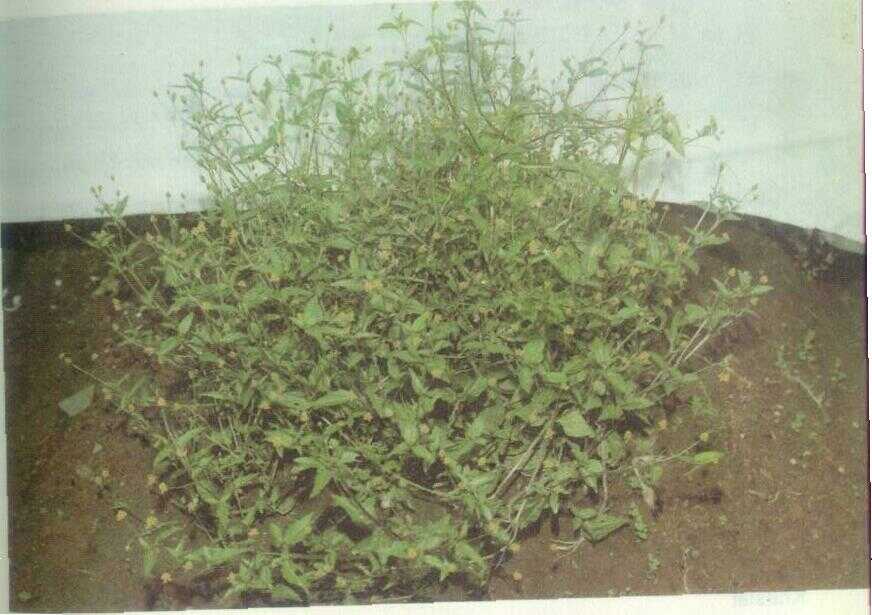 Legetan (Spilanthes acmella Murr.)