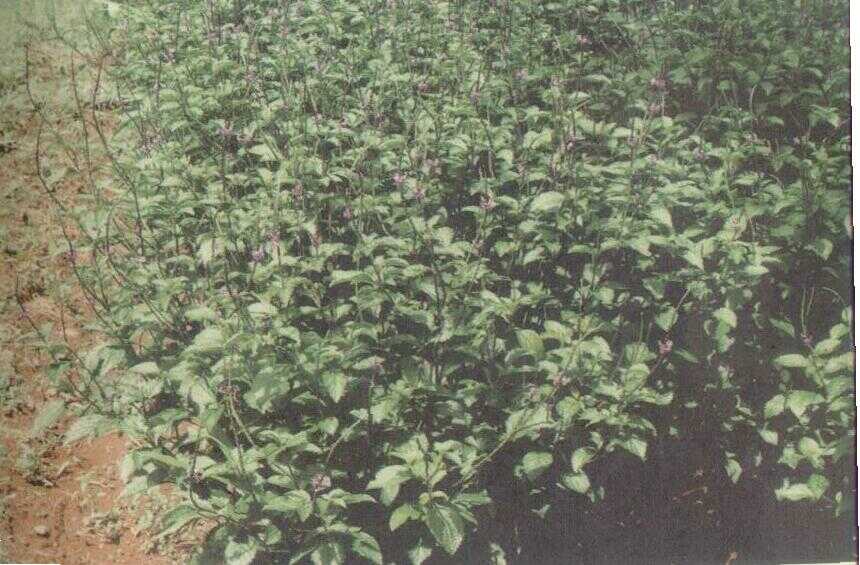 Jarong Lelaki (Stachytarpheta mutabilis Vahl.)