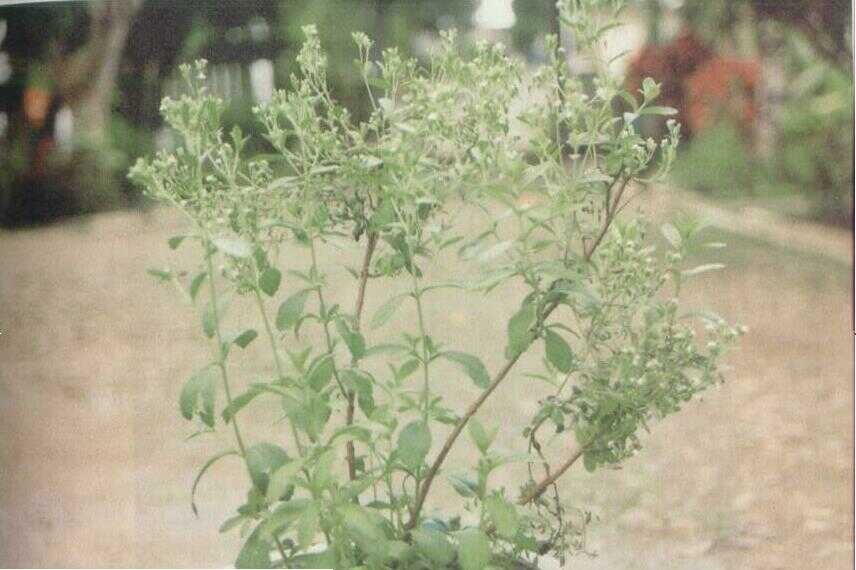 Stevia (Stevia rebaudiana Bertonii M.)