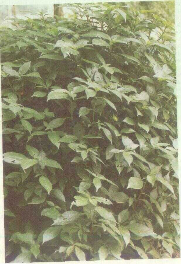 Keji Beling (Strobilanthes crispus Bl.)