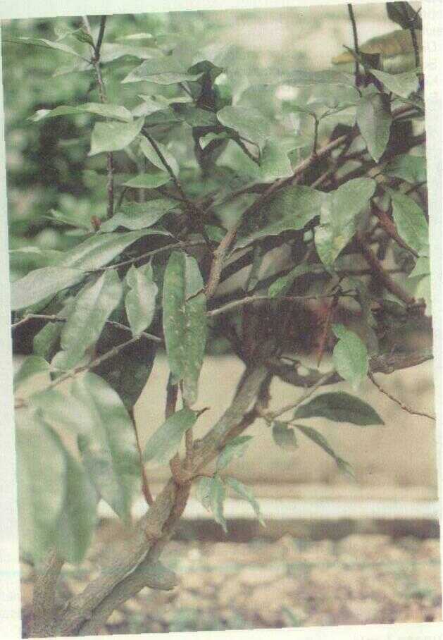 Stropanti (Strophanthus gratus (Bth.) Baill.)