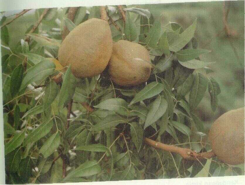 Mahoni (Swietenia mahagoni Jacq.)