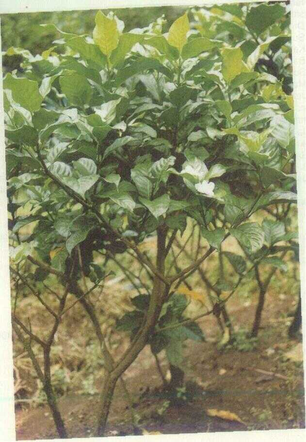 Mondokaki (Tabernaemontana divaricata R. Br.)
