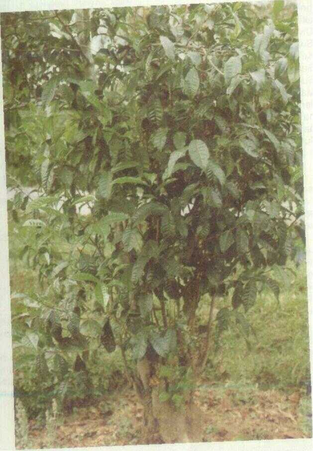 Teh (Camellia sinensis (L.) O.K.)
