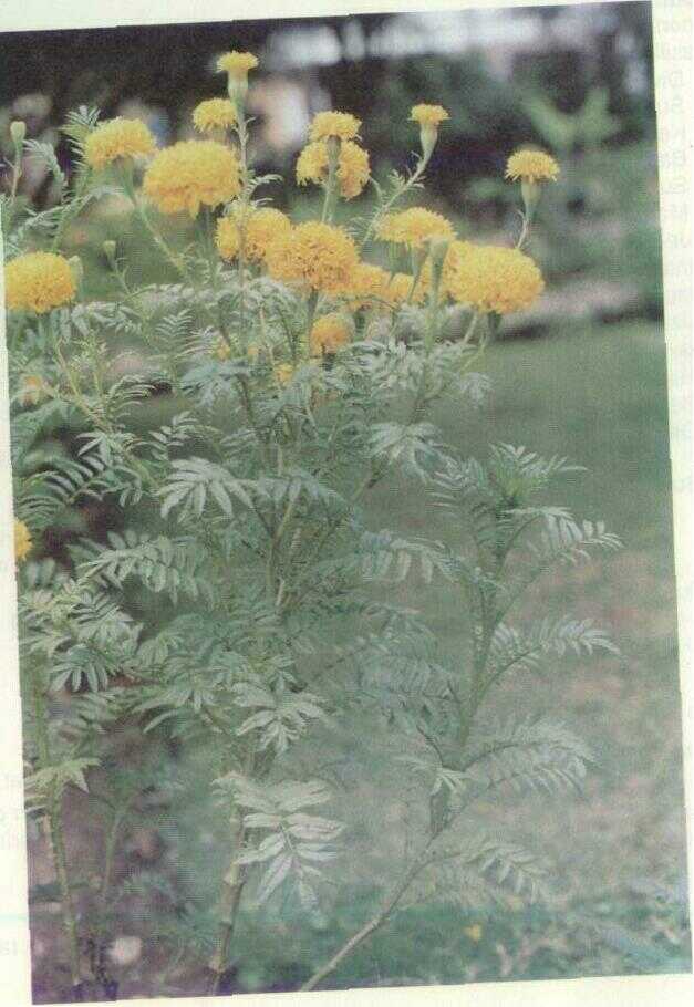 Kenikir / Marigold (Tagetes erecta L.)