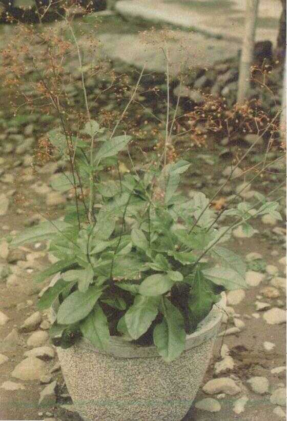 Som Jawa (Talinum paniculatum Gaertn.)