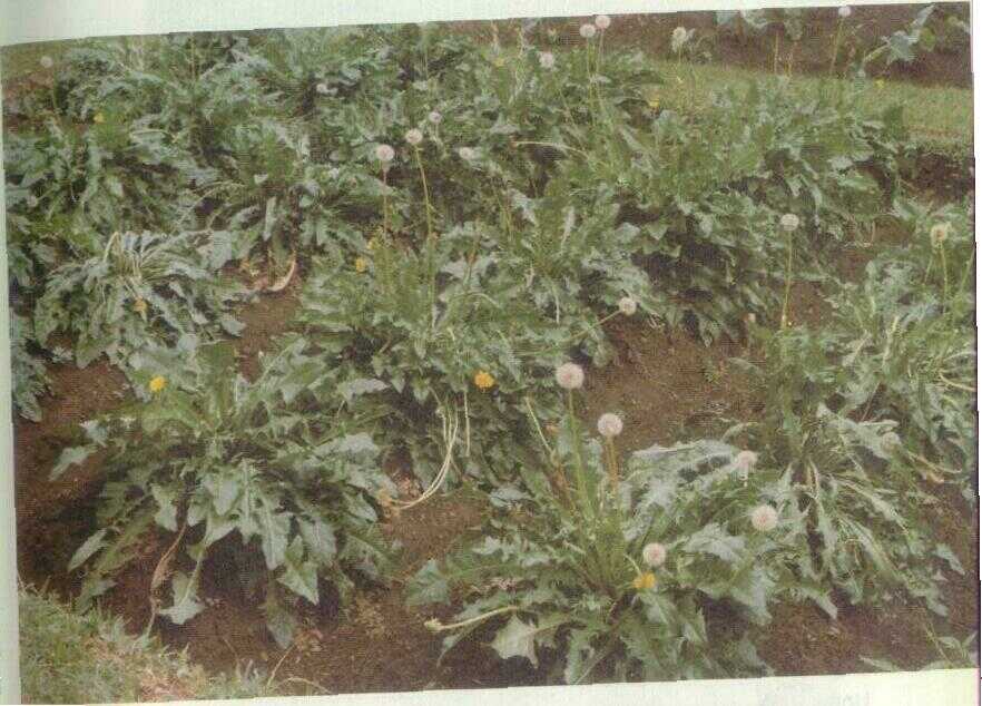 Jombang / Dandelion (Taraxacum officinale Wiggers)