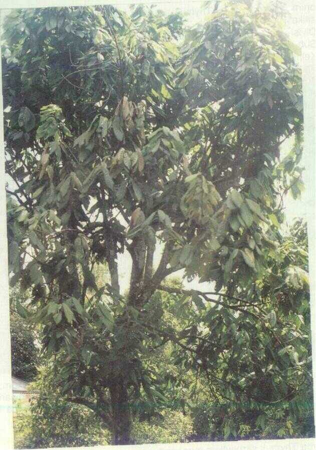 Cokelat (Theobroma cacao L.)