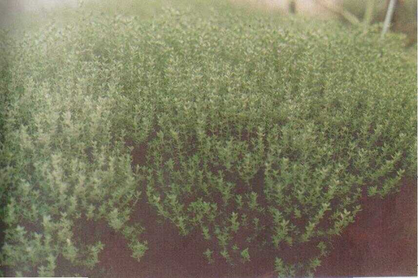 Serpili (Thymus serpyllum L.)