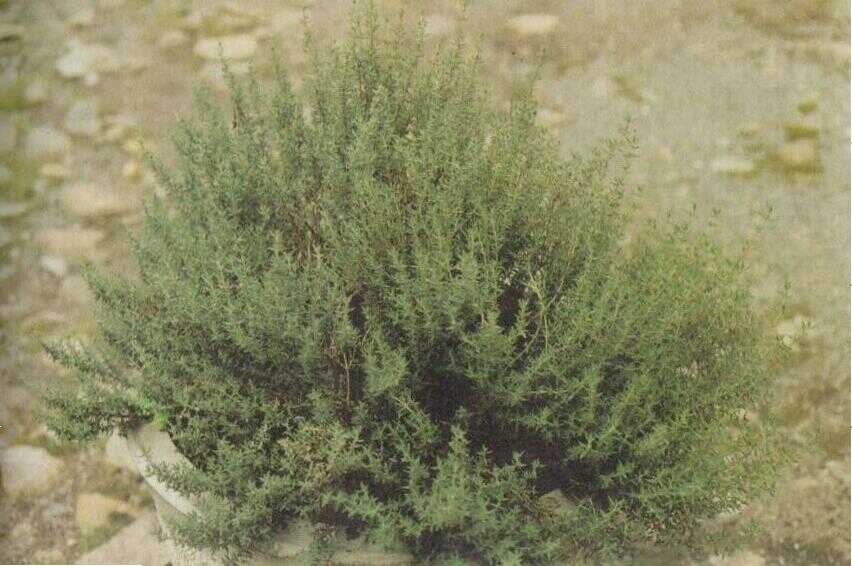Temi / Thyme (Thymus vulgaris L.)