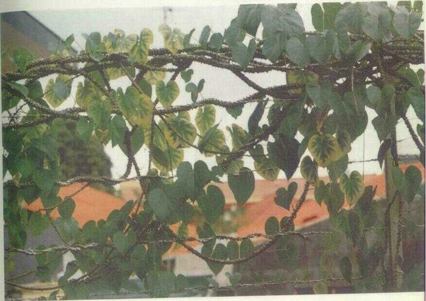 Brotowali (Tinospora tuberculata Beumee)