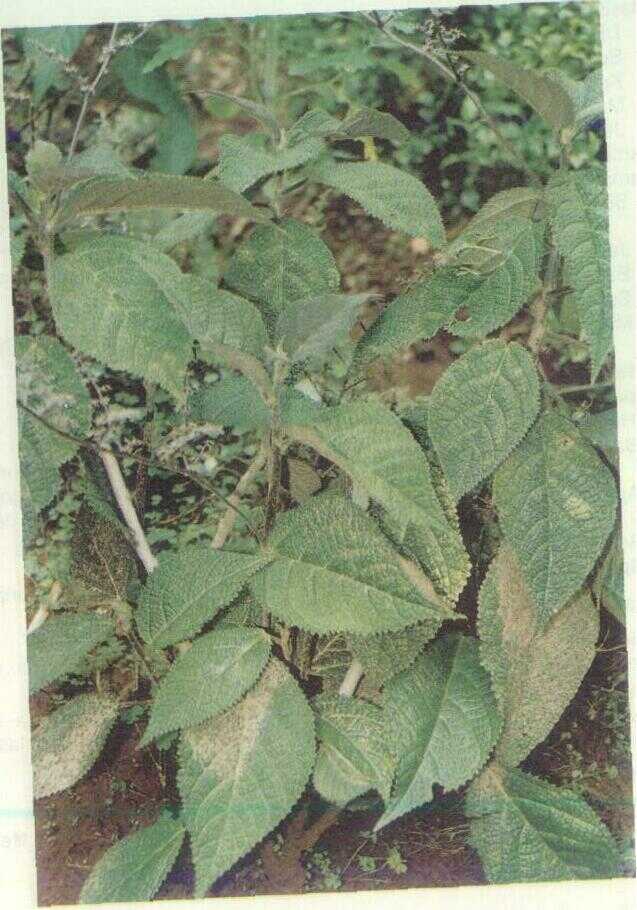 Lateng / Jelatang (Urtica grandidentata Miq.)