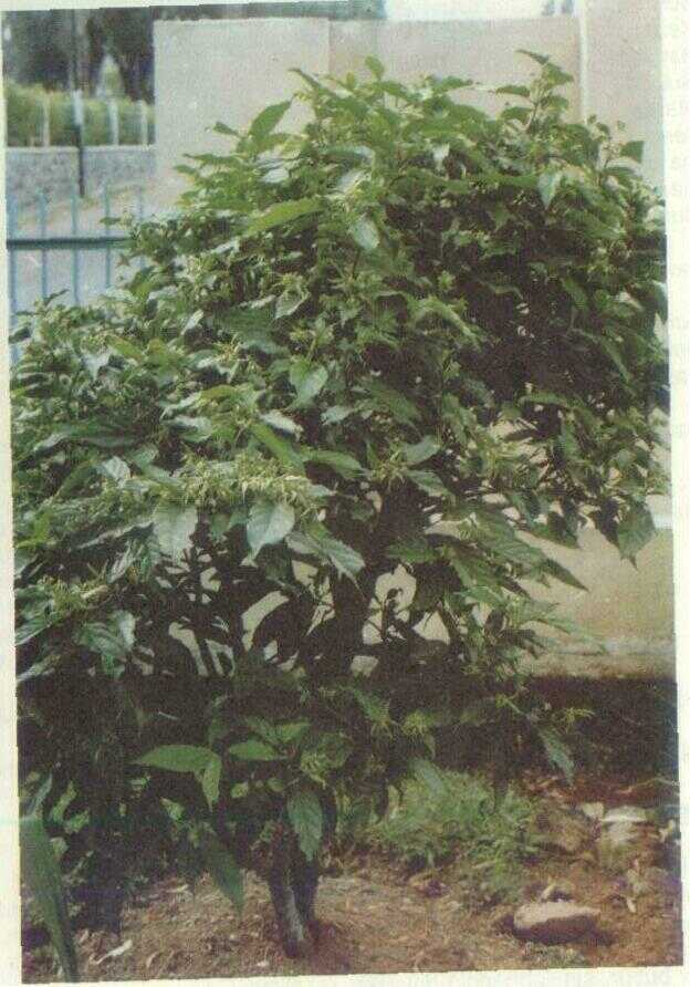 Kenanga (Canangium odoratum Baill.)