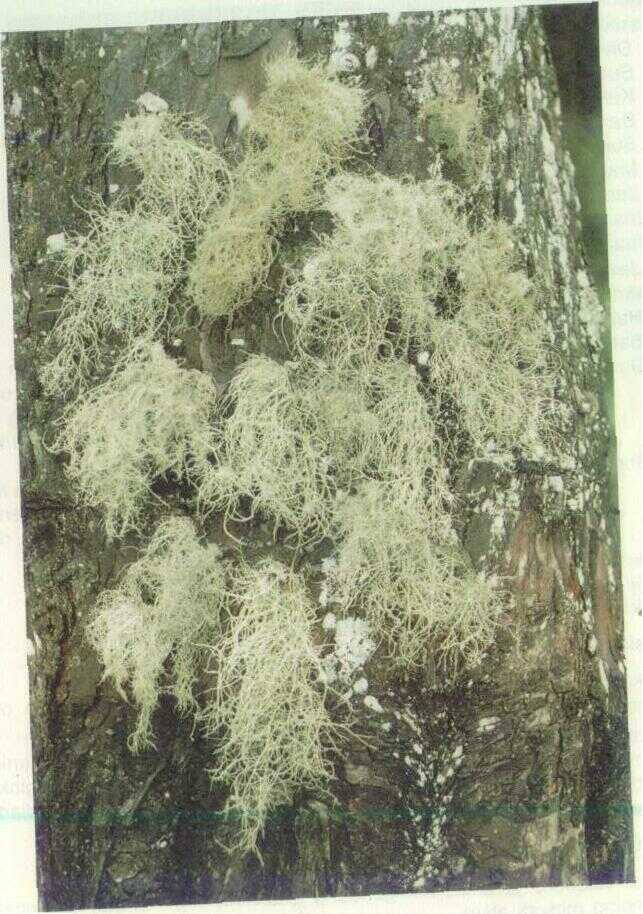 Kayu Angin (Usnea misaminensis (Vain.) Not.)