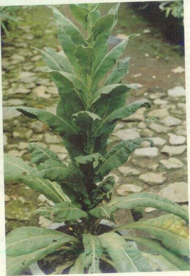 Verbaskum (Verbascum thapsus L.)