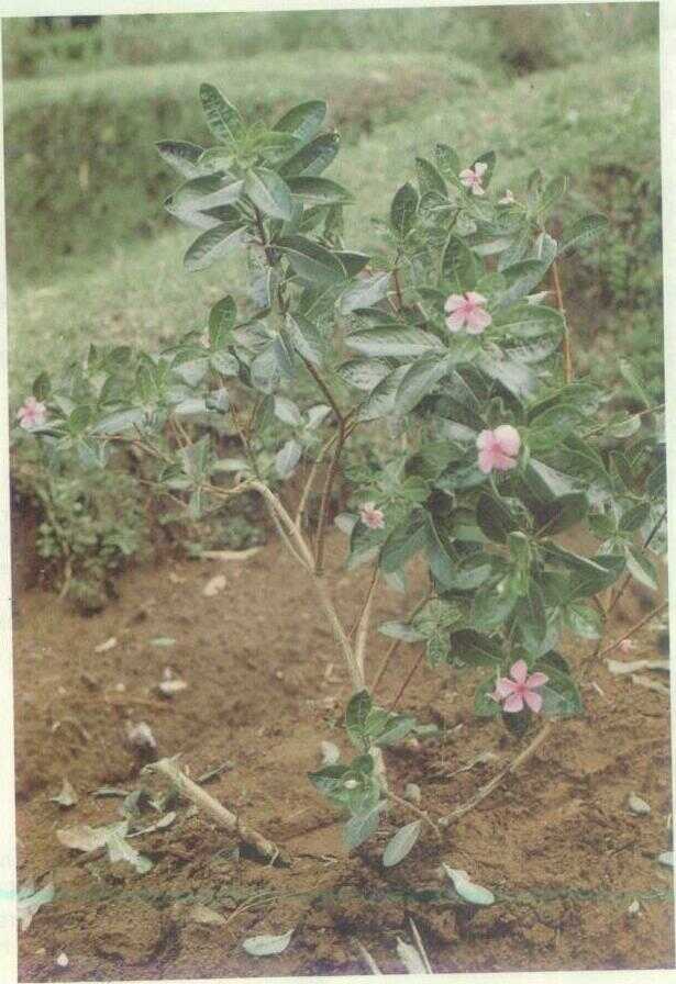 Tapak Dara (Vinca rosea L.)