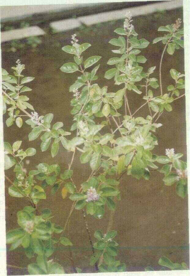 Legundi (Vitex trifolia L.)