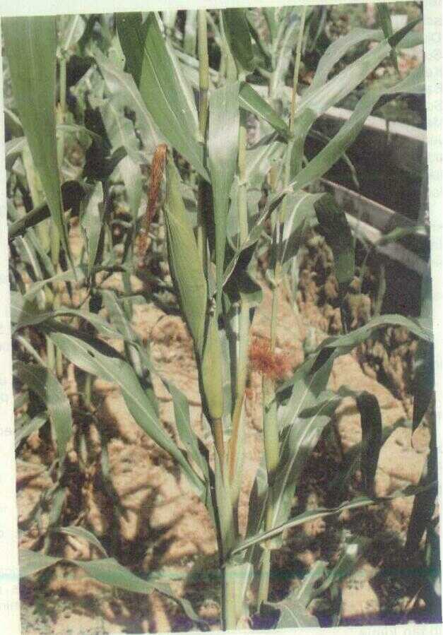 Jagung (Zea mays L.)