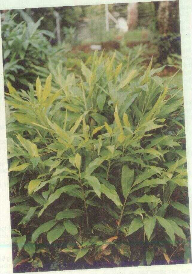 Lempuyang Emprit (Zingiber amaricans Bl.)