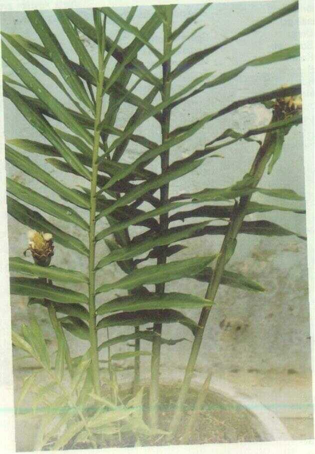 Lempuyang Wangi (Zingiber aromaticum Val.)