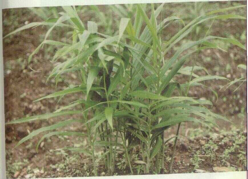 Jahe (Zingiber officinale Rosc.)